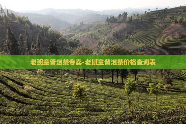 老班章普洱茶专卖-老班章普洱茶价格查询表