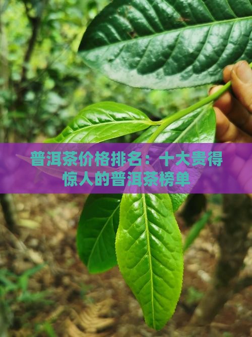 普洱茶价格排名：十大贵得惊人的普洱茶榜单