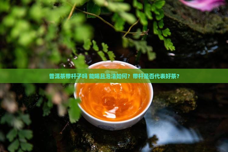 普洱茶带杆子吗 能喝且泡法如何？带杆是否代表好茶？