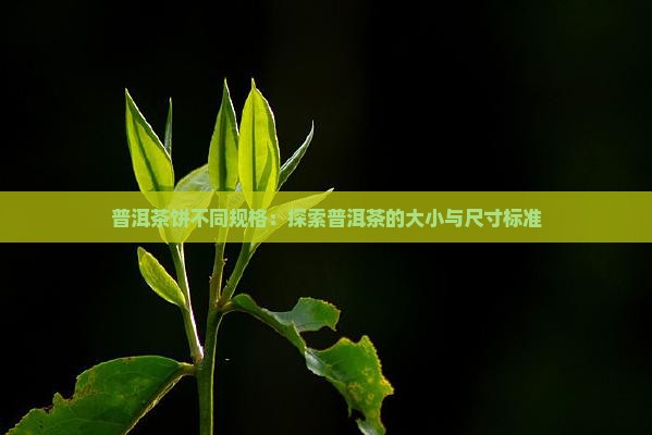普洱茶饼不同规格：探索普洱茶的大小与尺寸标准