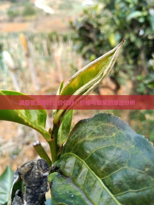 减脂普洱茶什么价位好：价格与效果的综合分析