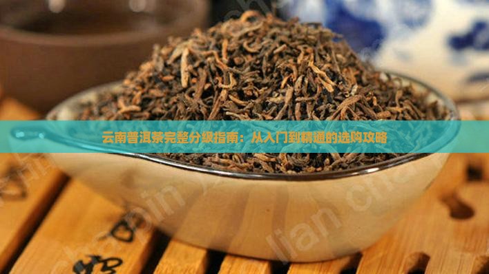 云南普洱茶完整分级指南：从入门到精通的选购攻略