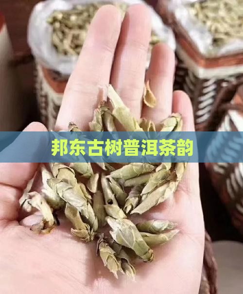 邦东古树普洱茶韵