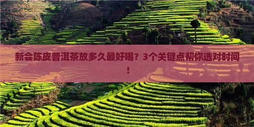 新会陈皮普洱茶保质期