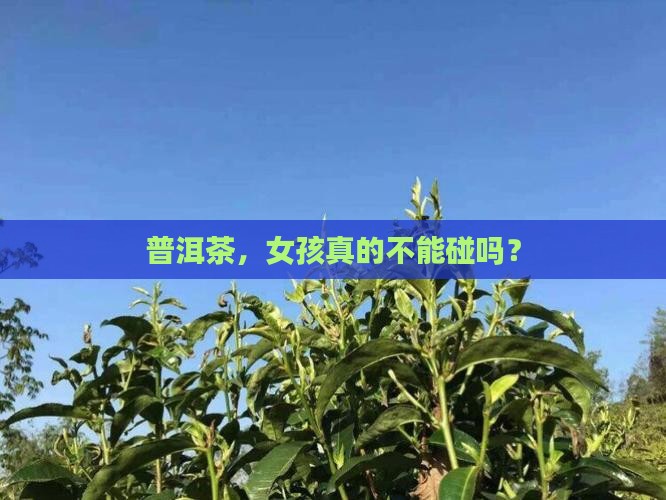 女孩不能喝普洱茶吗
