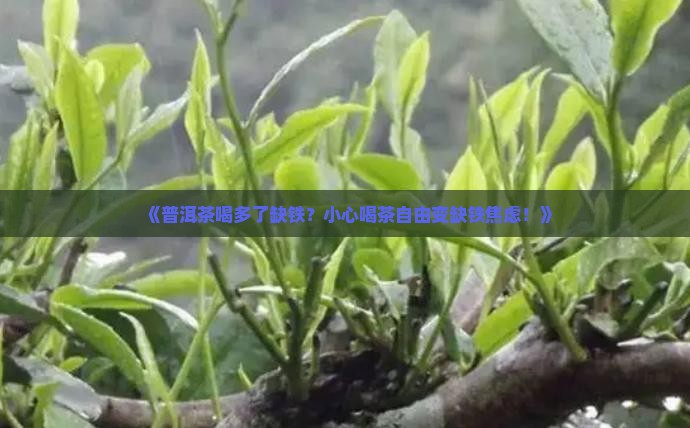 普洱茶喝多了缺铁