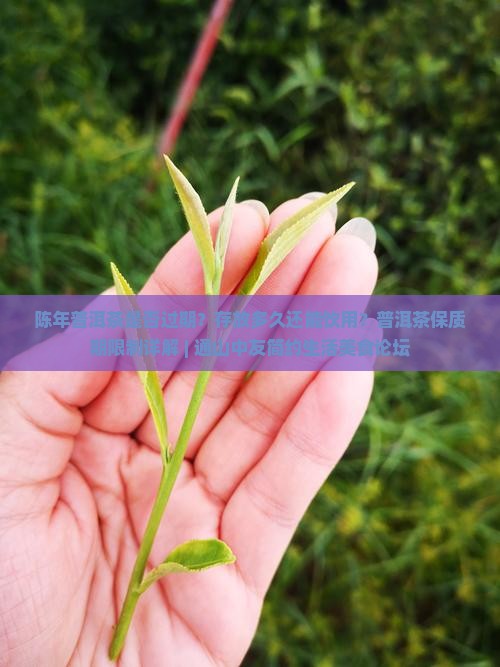 陈年普洱茶是否过期