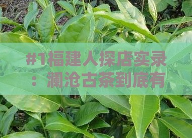 福建人澜沧古茶