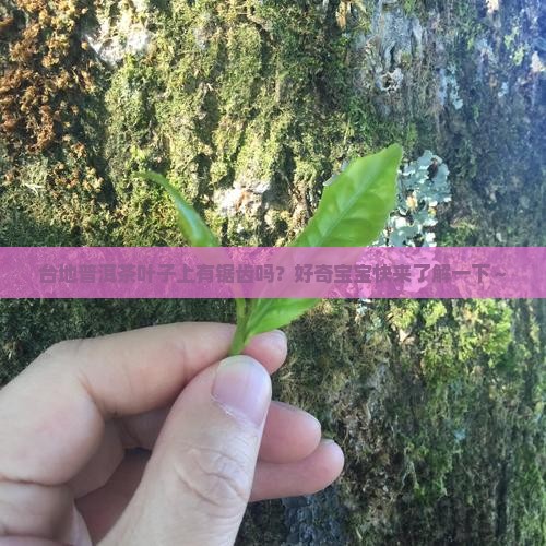 台地普洱茶有锯齿吗