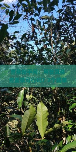 普洱茶能煮姜茶吗