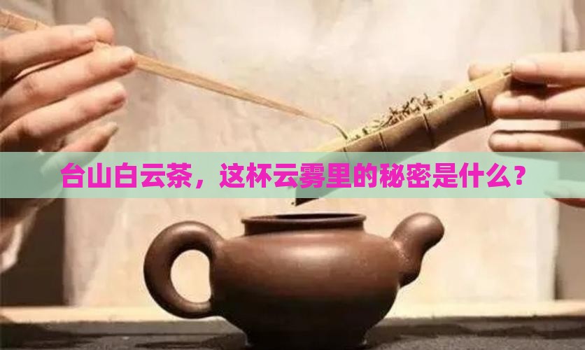 台山白云茶是什么茶