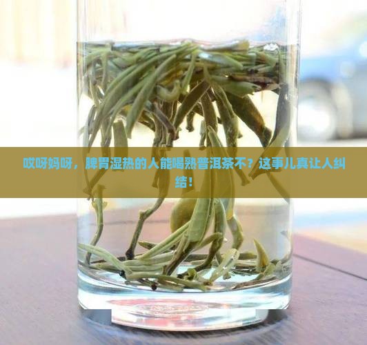 脾胃湿热可以喝熟普洱茶吗
