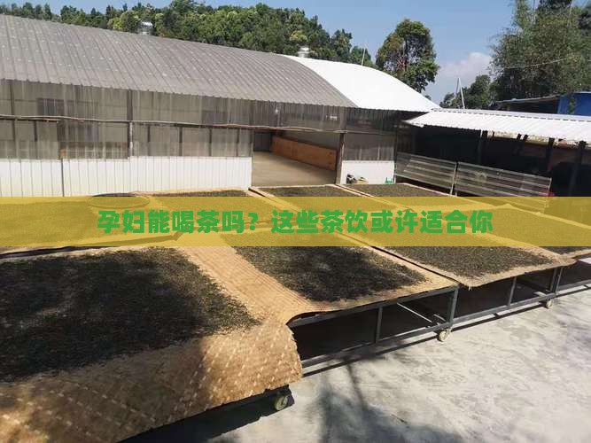 孕妇可以喝哪些茶叶茶