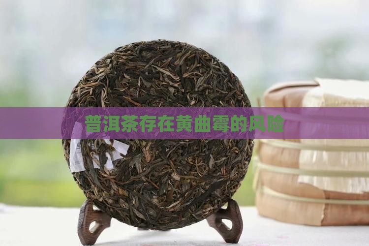 普洱茶存在黄曲霉