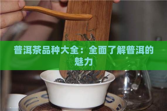 中吉号普洱茶品种大全