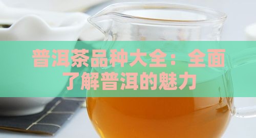 中吉号普洱茶品种大全