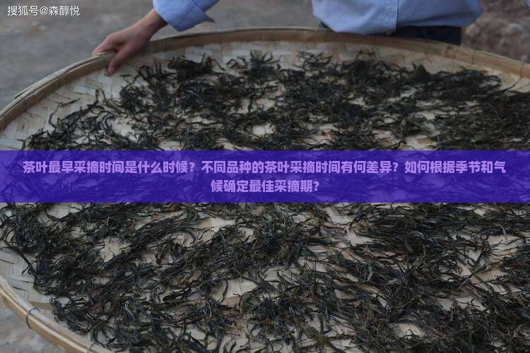 茶叶最早采摘时间