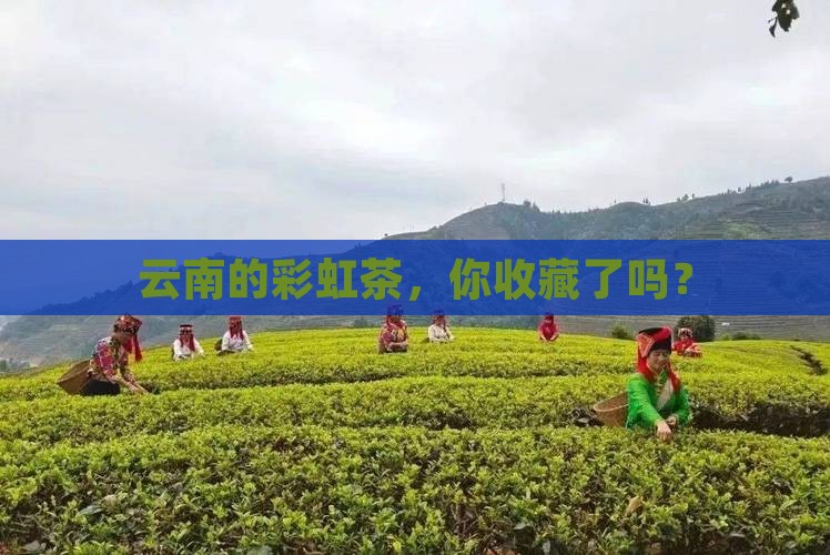 七彩云南普洱茶藏品