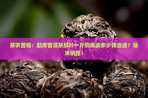 勐库普洱茶鲜叶购买购价格