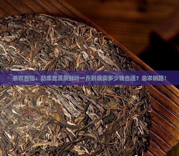 勐库普洱茶鲜叶购买购价格