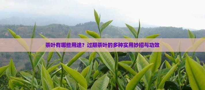茶叶有哪些用途
