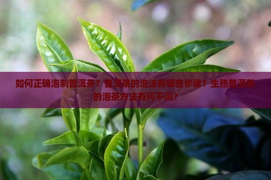 普洱茶怎么泡步骤