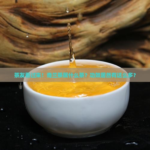 奇兰茶属什么茶功效