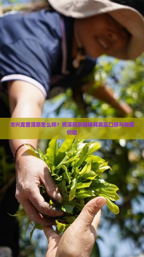 戈兴龙普洱茶怎么样 戈兴龙普洱茶怎么样
