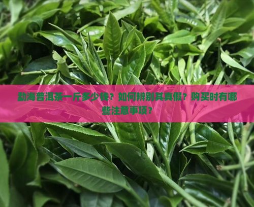 勐海普洱茶一斤多少钱