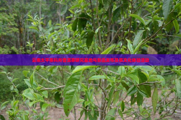 云南太平茶科所普洱茶