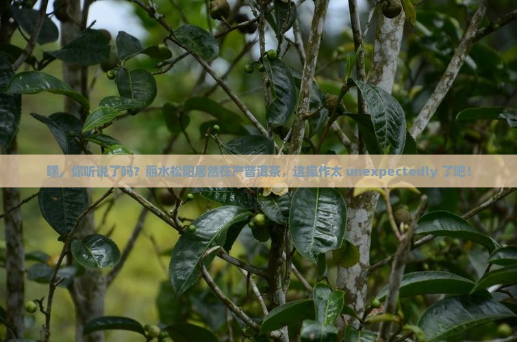 丽水松阳产普洱茶