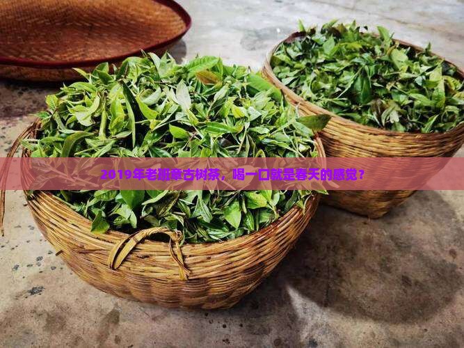 老班章古树茶2019
