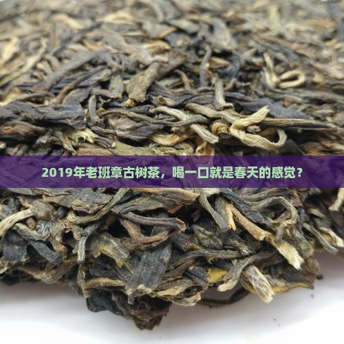 老班章古树茶2019
