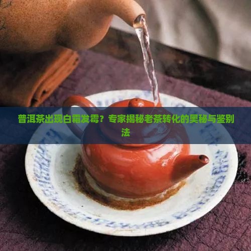 普洱茶白霜发霉