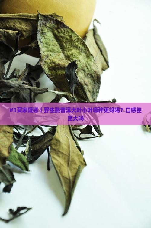 野生熟普洱茶大叶和小叶
