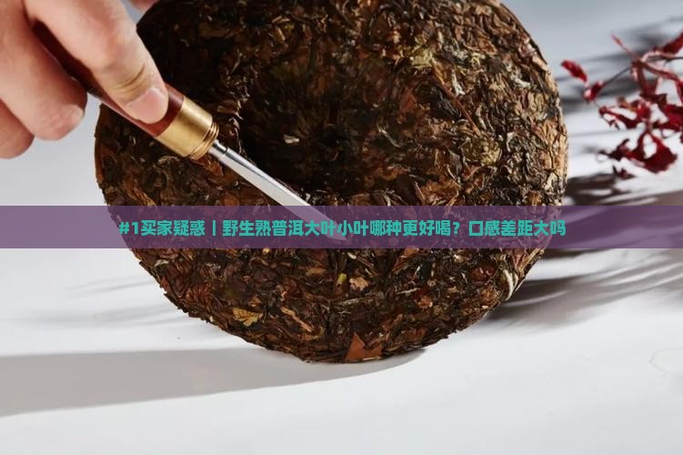 野生熟普洱茶大叶和小叶
