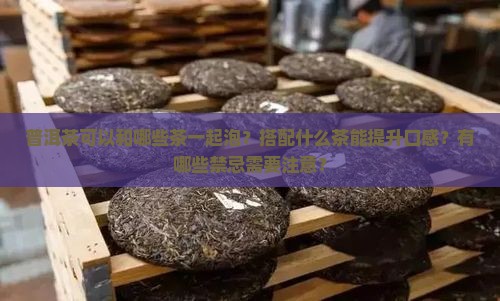 普洱茶喝什么茶可以一起泡