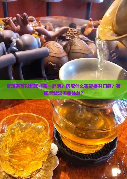 普洱茶喝什么茶可以一起泡