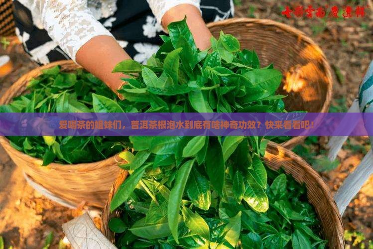 普洱茶根泡水的功效