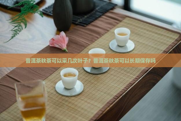 普洱茶秋茶可以采几次