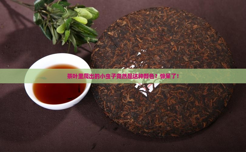 茶叶里的虫子是什么颜色的