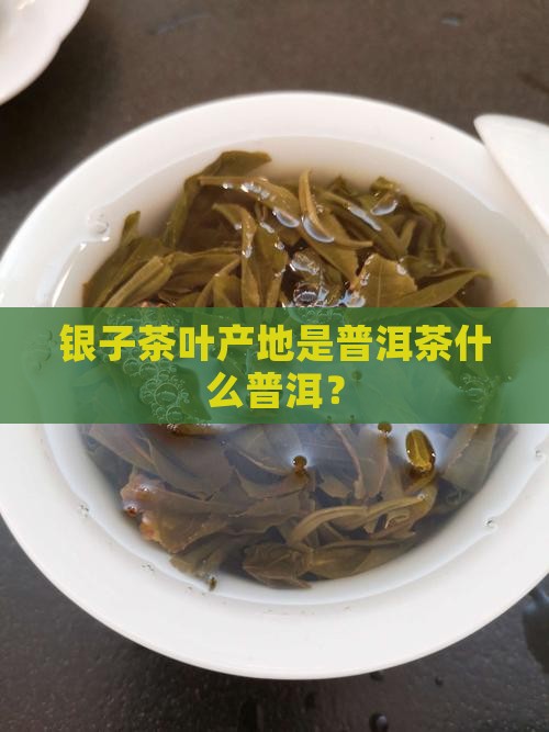 碎银子茶叶哪里产的