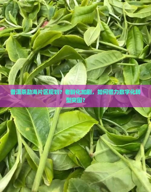 普洱茶勐海片区规划