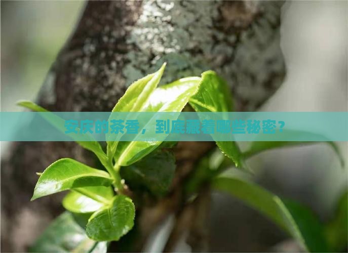 安庆的茶叶有哪些