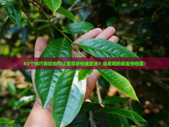 普洱茶怎么才能熟得快呢