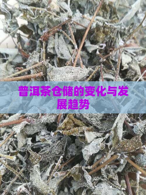 普洱茶仓储的变化