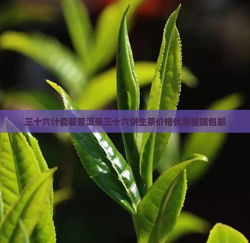 三十六计套装普洱茶3600套