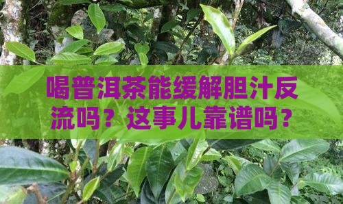 胆汁反流能普洱茶