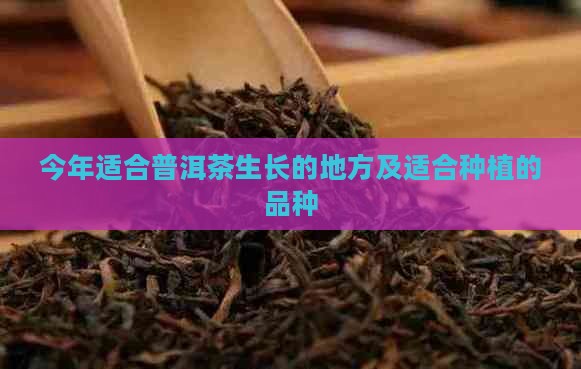 今年适合普洱茶生长