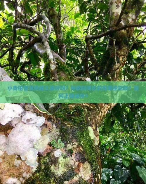 小青柑普洱茶越久越好吗